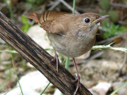 Rietumu lakstīgala (Luscinia megarhynchos).