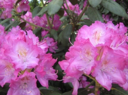 Rododendrs "Atis". Publicitātes foto