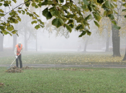 Rudens lapu grābšana. Foto: Rūta Kalmuka, F64