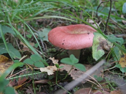Mārtiņš Zilgalvis, F64