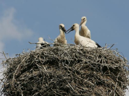 Stārķi atgriezušies savā ligzdā. Foto: Elmārs Rudzītis, F64