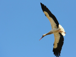 Baltais stārķis. Publicitātes foto