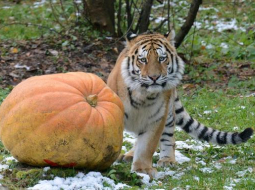 Klifs Grants Rīgas zoodārzā. Publicitātes foto