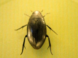 Vabole - lielais ūdensmīlis (Hydrous piceus). Foto: Evija Trifanova, LETA