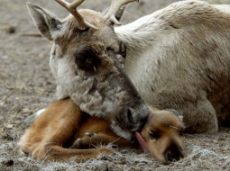 Rīgas Zooloģiskais dārzs