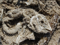 Foto: Jana Kudrjavceva, F64