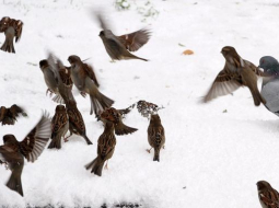 Foto: Kaspars Krafts, F64