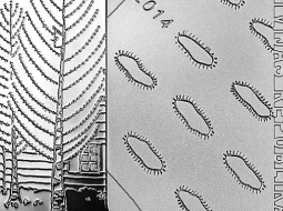 Jāņa Jaunsudrabiņa "Baltajai grāmatai" veltītā kolekcijas 5 eiro monēta. Latvijas Bankas foto