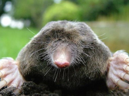 Kurmis. Publicitātes foto