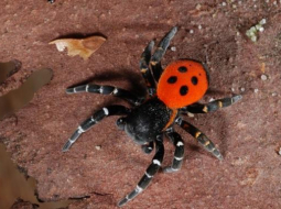 Eresus sandaliatus - viens no mārīšzirnekļu paveidiem.