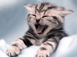 Kāda franču firma radījusi pirmo globālo sociālo tīklu «pievilcīgiem mājdzīvniekiem» Yummypets — protams, savus mīļos kaķus, suņus, kanārijputniņus, reptiļus un citas radības jāreģistrē viņu saimniekiem. Pagaidām saziņa iespējama tikai franču valodā, taču drīz sekošot arī citas. Izrādās, mājdzīvnieku «sazināšanās» internetā ir populāra lieta — piemēram, Lielbritānijā pašiem savas mājaslapas Facebook, Twitter vai YouTube ir katram desmitajam mājdzīvniekam, un tās ir populārākas par slavenībām. Par Yummypets tīkla talismanu kļuvis franču kaķis Leo.