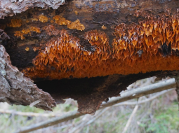 Piepju suga 'Pycnoporellus alboluteus'. Foto: I.Leimanis