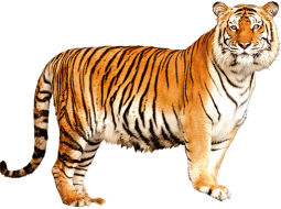 2015_01_sibirijas_tigeris.png