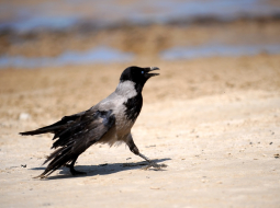 Vārna. Foto: Ieva Lūka, LETA