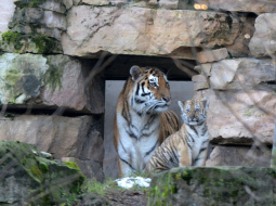 Tīģeriene Katrīna kopā ar Odinu. Rīgas Zoodārza foto