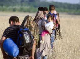 Bēgļi iet pāri labības laukam Serbijā netālu no Ungārijas robežas. Foto: AFP/LETA