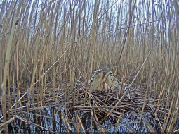 Lielais dumpis. Foto: Dabas fonds