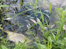 Mirušās zivis Šlokenbekā. Foto: Agita Puķīte, "Neatkarīgās Tukuma Ziņas"