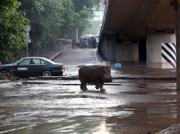 Begemots Tbilisi ielās pēc plūdiem. Foto: AFP/LETA