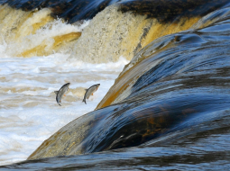 Foto: Aivars Ķesteris, F64