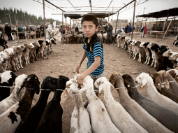 Uiguru zēns mājlopu tirgū Ķīnas ziemeļaustrumu pilsētā Kašgarā, kuru plānots attīstīt kā sākumpunktu jaunam globālam tirdzniecības koridoram.