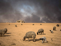 Sodrēju sasmērētas aitas pie kāda naftas urbuma, kuru, atkāpjoties no Irākas pilsētas Mosulas, aizdedzinājuši Daesh kaujinieki.