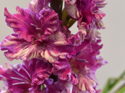 Foto: Edijs Pālens, LETA