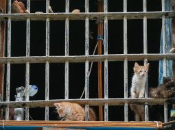 Kaķēni cietuma logā. Foto: EPA/LETA
