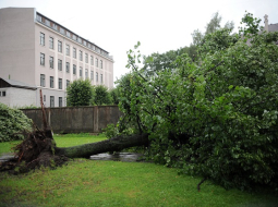 2014.gada augustā stiprajā vētrā Rīgā tika izgāzti daudzi koki. Attēlā - negaisa laikā nolauzti koki skvērā pie Latvijas Zinātņu akadēmijas.
