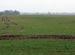 Ziemāju lauks Tērvetes novadā. Foto: Edijs Pālēns, LETA