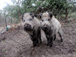 Mežacūkas kinoloģiskās mācību bāzes "Dālderi" teritorijā. Foto: Lita Krone, LETA