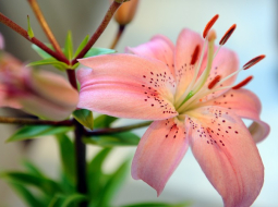 Lilijas. Foto: Edijs Pālens, LETA