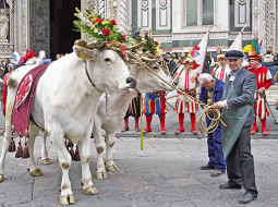 Ziediem rotāti vērši pagājušā gada Lieldienu gājienā Florencē.