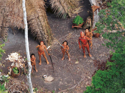 Brazīlijas Indiāņu lietu departaments publiskojis jaunus attēlus ar cilti, kas dzīvo Amazones mūžamežos valsts austrumos netālu no robežas ar Peru — šiem iezemiešiem aizvien nav bijis saskares ar mūsdienu civilizāciju, taču ir bažas, ka meža izstrādātāji drīz sasniegs arī viņus. Attēlos redzams, ka viņi savā dārzā audzē papaiju un kasavas saknes, bet pret gaisā parādījušos «metāla putnu» raidīja bultas. Tiek lēsts, ka visā pasaulē eksistē aptuveni 100 neskartu cilšu, lielākoties Brazīlijā. Foto — AFP/LETA
