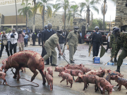 Cūkas! — tieši to par deputātiem vēlējās pateikt protestētāji pie Kenijas parlamenta ēkas galvaspilsētā Nairobi. Pirms diviem mēnešiem ievēlētie politiķi nolēmuši palielināt sev algu, kas patlaban ir ar nodokļiem neapliekami 7150 latu mēnesī — tā ir viena no dāsnākajām parlamentāriešu apmaksas sistēmām Āfrikā. Par sevi paspēja parūpēties arī iepriekšējais parlaments, kurš savā pēdējā darba dienā katram deputātam piešķīra 60 000 latu «atlaišanas» bonusu.