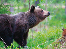 IT firmas īpašnieks Agris Krusts, kura hobijs ir dabas foto, lāci ieraudzījis pēc četru dienu sēdēšanas slēpnī