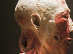 Izstādē Bodies Revealed ir deviņas galerijas, kas ļauj ielūkoties skeleta, muskuļu sistēmas, reproduktīvajos, elpošanas un asinsrites orgānos, kā arī citās cilvēka kermeņa sistēmās. Foto — AFP/LETA