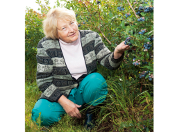 «Faktiski audzējam bioloģiski tīras ogas. Mellenes nav ģenētiski modificētas, tajās ir tādas vērtīgās vielas kā mangāns, cinks un dzelzs. Visvairāk ir C un K grupas vitamīnu, kas stiprina imunitāti un uzlabo asinsriti, redzi,» saka Arosa R līdzīpašniece Māra Rudzāte.