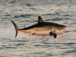 Kamēr Dienvidāfriku aizvien pārņēmis futbola drudzis, okeānā pie šīs valsts krastiem dzīve rit savu gaitu. Aģentūras AFP fotogrāfam Karlam de Sousam izdevies iemūžināt vienas no iespaidīgākajām medībām ar laimīgām beigām (haizivij). Foto — LETA/AFP