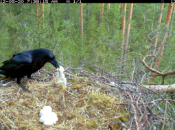 20.maija agrā rītā abi stārķu vecāki negaidīti pameta ligzdu, dažas dienas vecos mazuļus atstājot vienus pašus. Drīz mazos putnēnus nolaupīja krauklis.