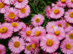 Miķelīši (Aster)