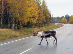 Ceļmalas ainiņas 2700 km velobraucienā Rīga—polārais loks—Nordkaps—Trumse, 2012.gads.