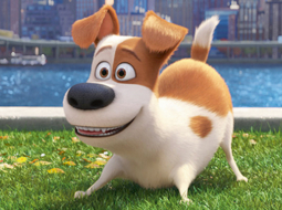 Mīluļu slepenā dzīve