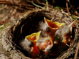 Ilustratīvs attēls no pixabay.com