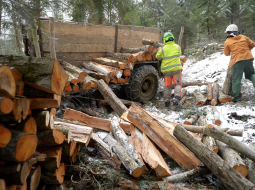 Polijā čakli strādā senā meža izcirtēji. Foto: EPA/LETA