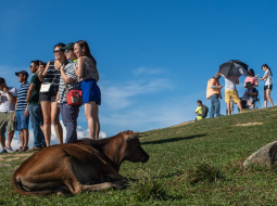 Ķīnas tūristi pozē pie govs Honkongas dabasparkā.  Foto: AFP/LETA