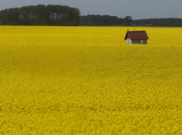 Rapšu lauks. Foto: Evija Trifanova, LETA