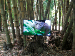 Ķīnieša Džena Bo video Pteridofilija aktualizē nepieciešamību atjaunot cilvēka un dabas saites, nodoties jutekliskām baudām ar Taivānas mežu papardēm.
Publicitātes foto