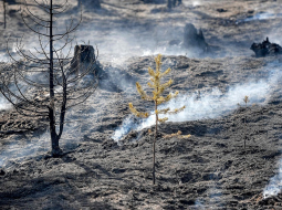 Gruzdošais mežs Zviedrijas vidienē 26. jūlijā netālu no Sarnas. Foto: AFP/LETA