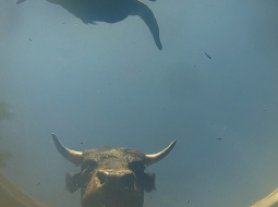 Kadrs no filmas Govis un karalienes 